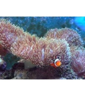 Stichodactyla Mertensii